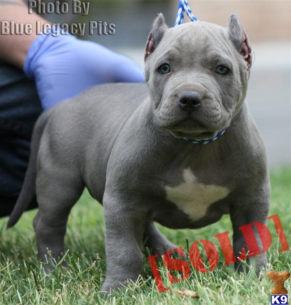 COMET....SOLD...SOLD...WWW.BLUELEGACYPITS.COM
